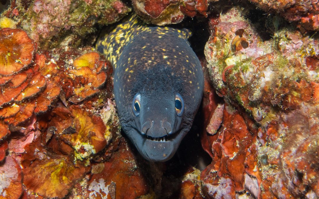 Crique de la Baumette en Méditerranée